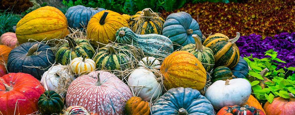 Pumpkins coloured Pumpkins coloured
