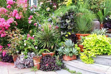 Growing Container Plants