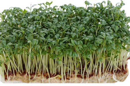 Microgreens Microgreens