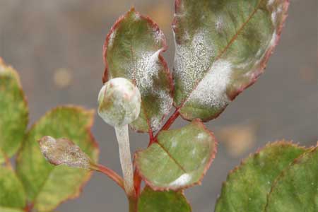Powdery Mildew Powdery Mildew