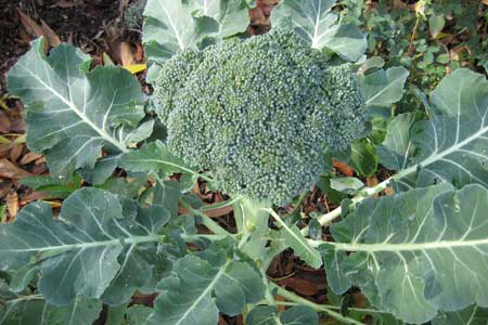 Broccoli planting