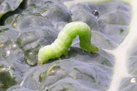 Cabbage white fly