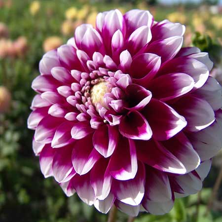 Dahlia Dahlia