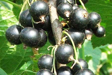 Black Currant bush