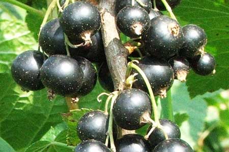 Black Currant bush Black Currant bush