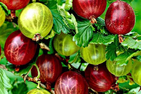 Gooseberry bush Gooseberry bush