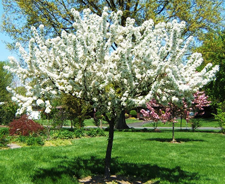 Crabapple tree Crabapple tree
