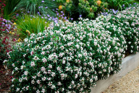 Daphane bush Daphane bush