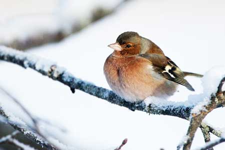 NZ Bird - Chaffinch winter