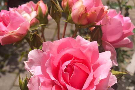 Roses Roses