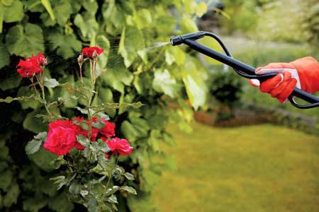 Spraying Roses in preparation for Spring Spraying Roses in preparation for Spring