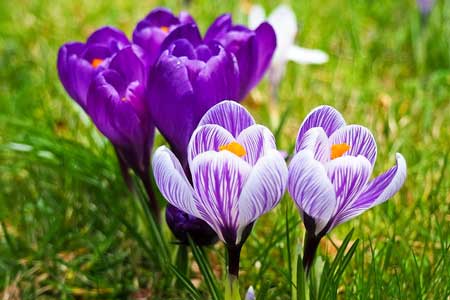 Crocus planting Crocus planting