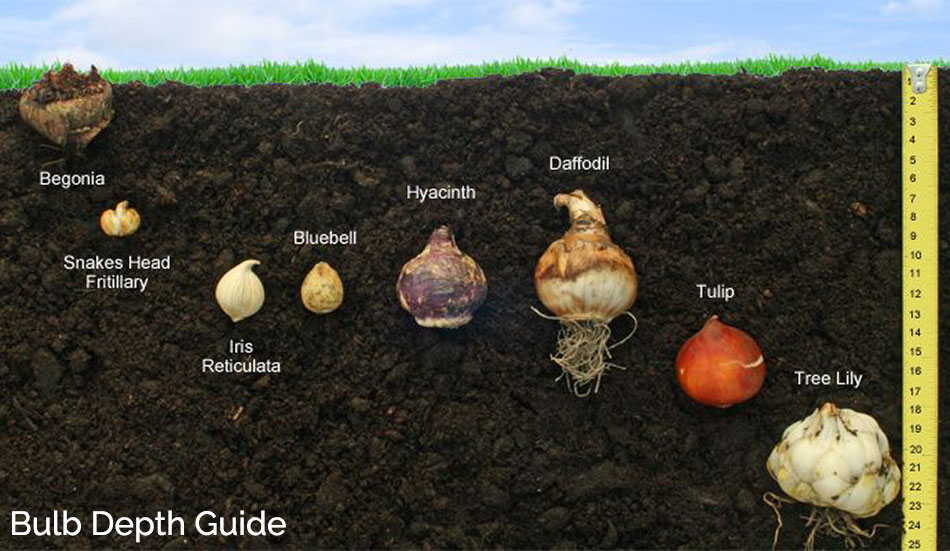 how deep to plant bulbs