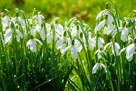 Snowdrop bulb planting Snowdrop bulb planting