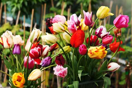 Tulips planting Tulips planting