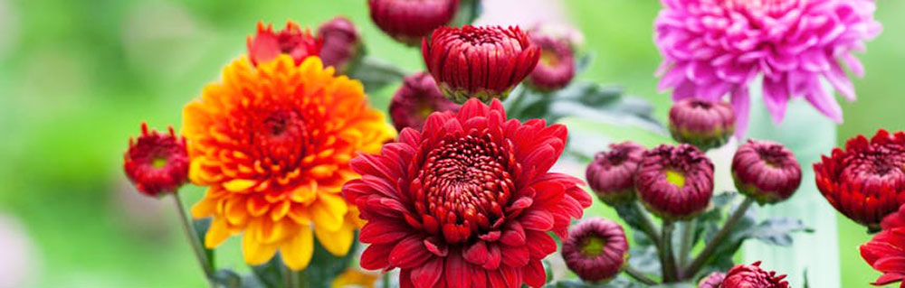 Chrysanthemum banner Chrysanthemum banner
