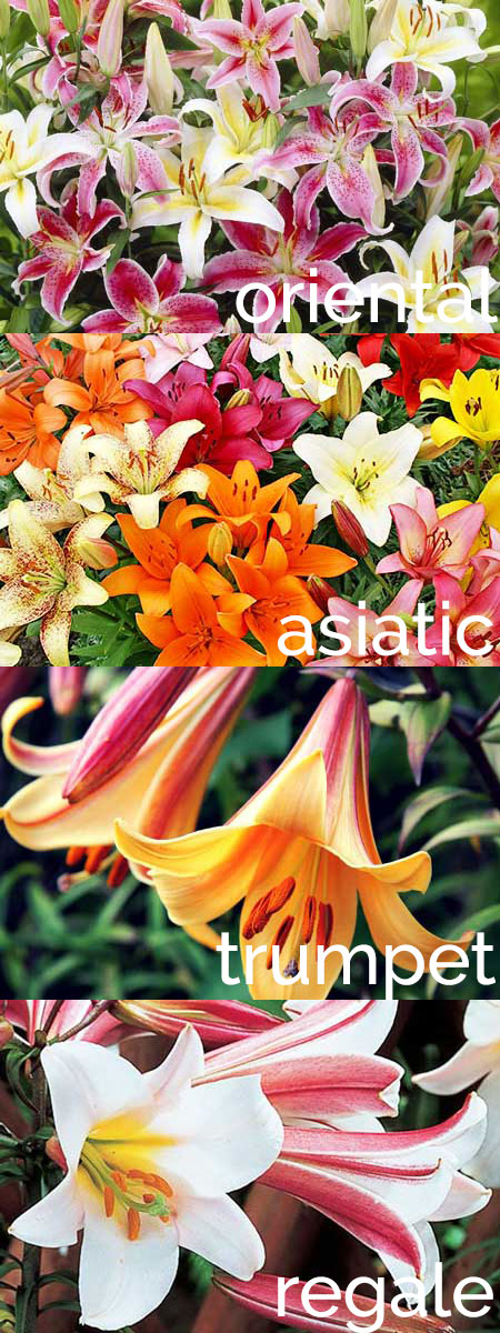 Various lilies Various lilies