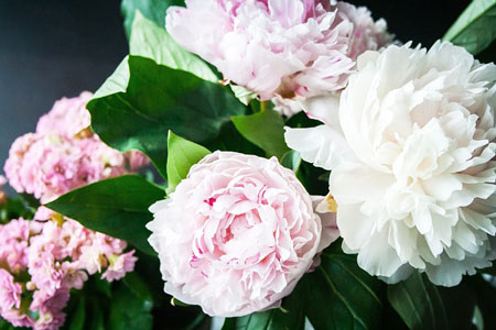 Peonies