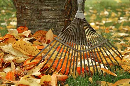 raking autumn leaves