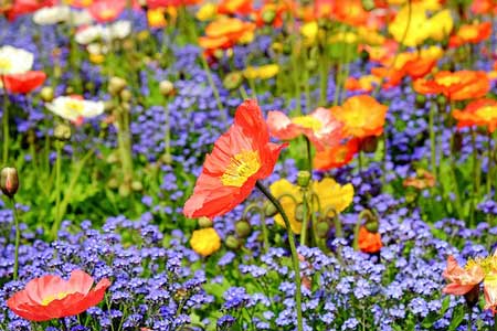 Poppy field Poppy field