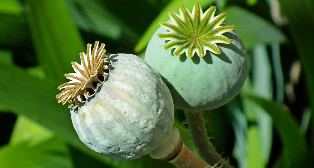 Poppy buds Poppy buds
