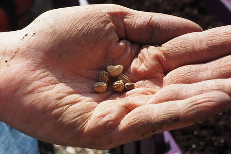 Sowing seeds in November