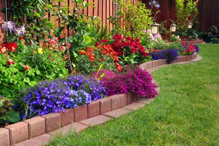 annuals flowering plants annuals flowering plants