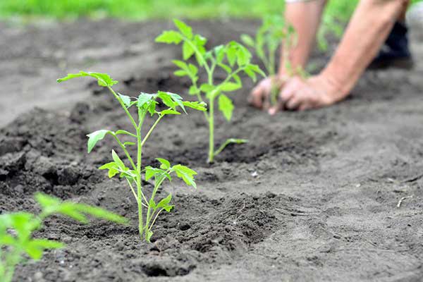 Tomato planting Tomato planting