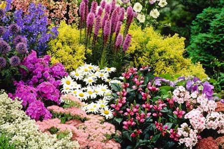 perennial garden flowers