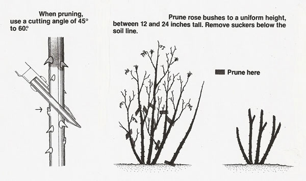 Pruning Roses