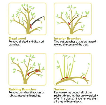 Pruning diagram