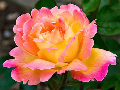 Rose hybrid Rose hybrid