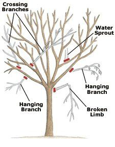 pruning tree diagram pruning tree diagram