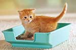 Cat in Litter Tray Cat in Litter Tray