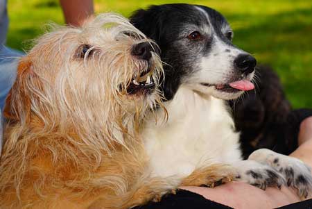 Dogs waiting for treats