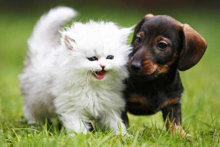 Kitten and small dog Kitten and small dog