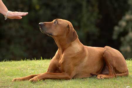 Dog Command to Stay Dog Command to Stay
