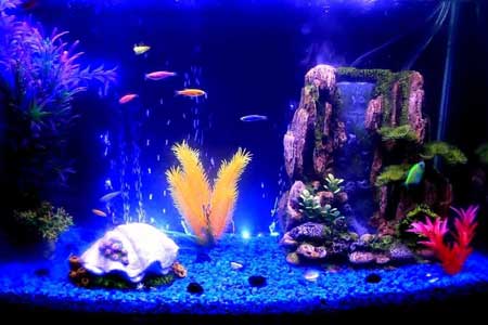 Aquarium Fish Tank Aquarium Fish Tank