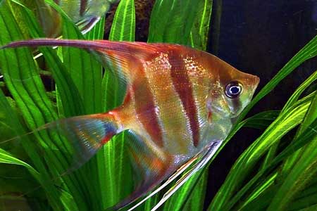 Angel Fish Angel Fish