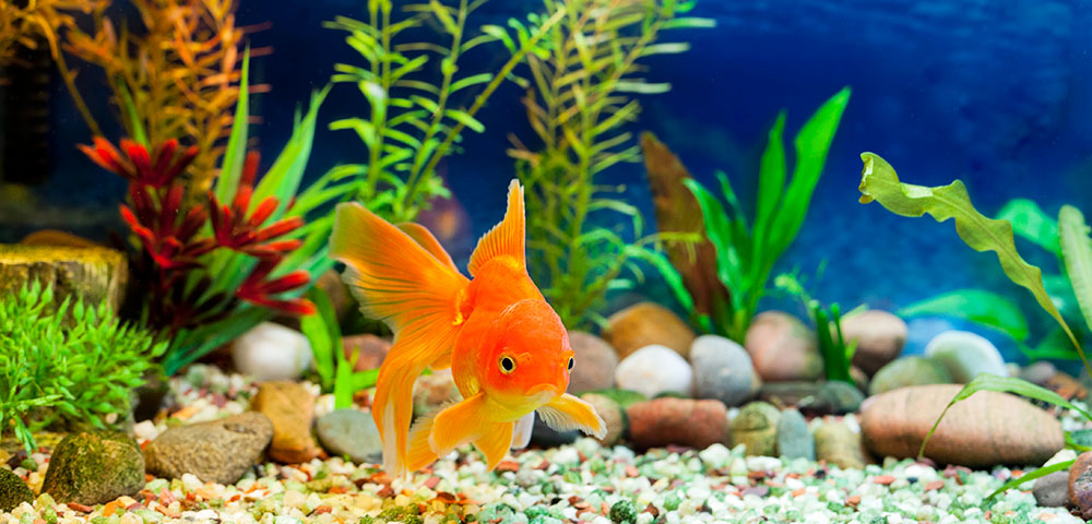 fish guide fish guide