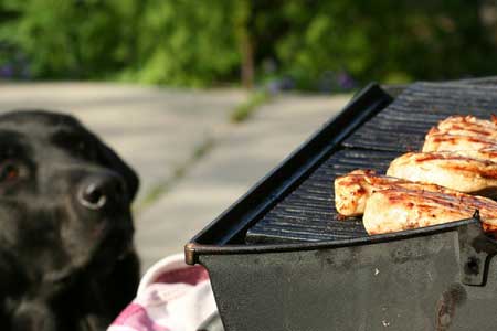 Dogs Safe BBQ