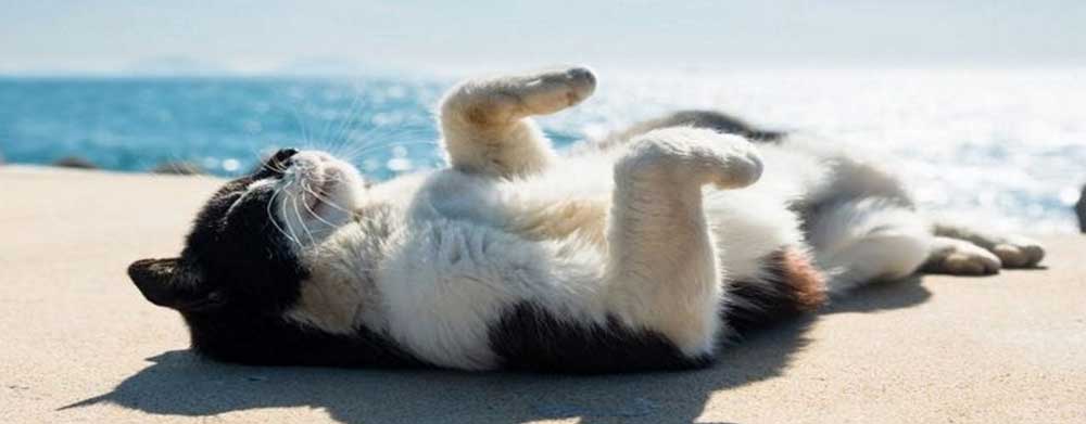 Cat in sun Cat in sun