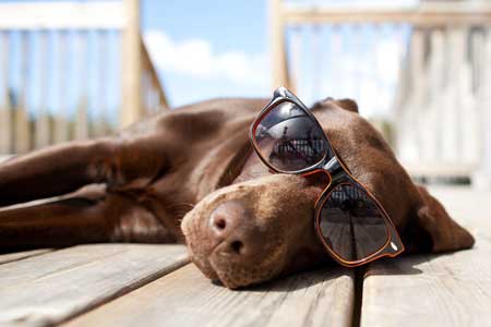 Dog in sun
