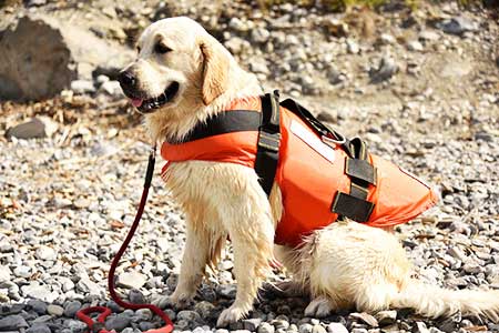 Dog life jacket Dog life jacket