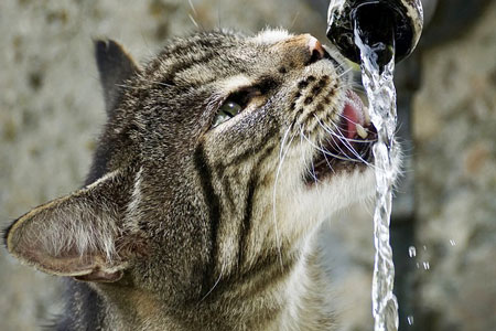 cat with water cat with water