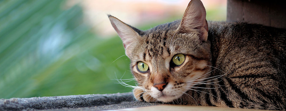 cat relaxing