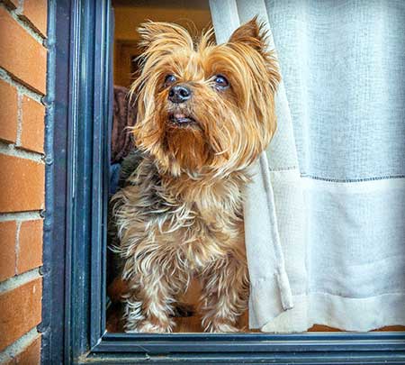 Dog waiting at door Dog waiting at door