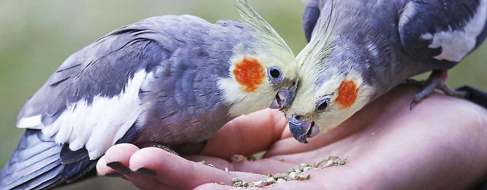 Cockatiels eating seeds from hand
