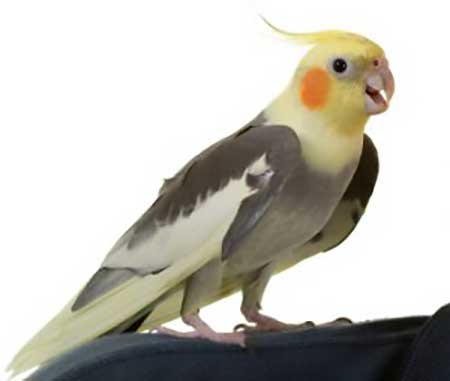 Cockatiel Cockatiel
