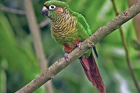 Maroon Bellied Belly Parakeet Maroon Bellied Belly Parakeet